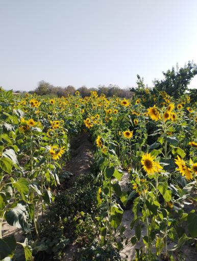 عکس خسروشاه