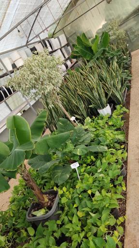 عکس نمایشگاه گل و گیاه گُلیل (گُل‌ایل)