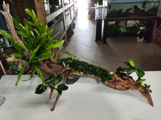 عکس آکواریوم پردیس