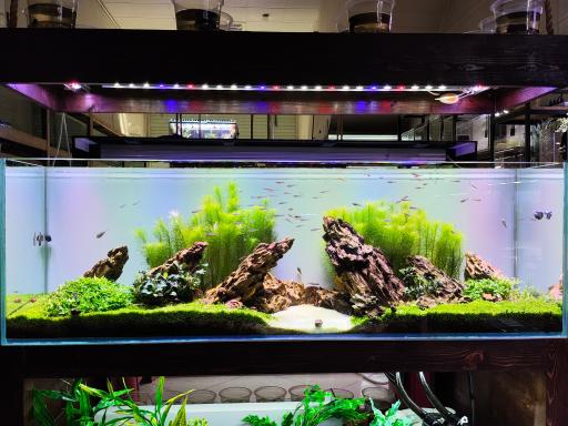 آکواریوم پردیس