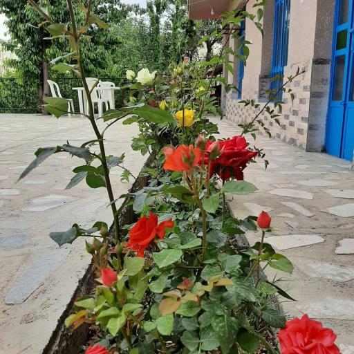 عکس اقامتگاه بومگردی باغ آلبالو فیل آباد