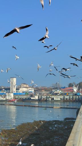 پل‌ جدید انزلی