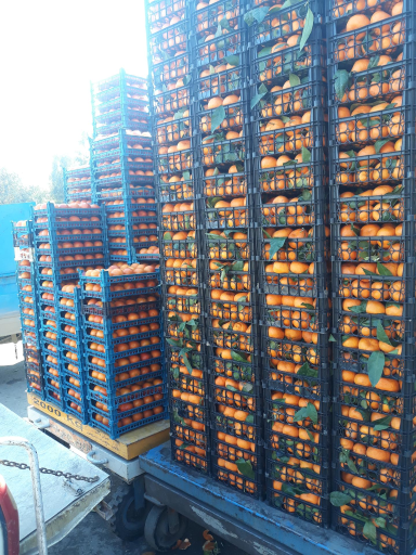 عکس میوه فروشی سید