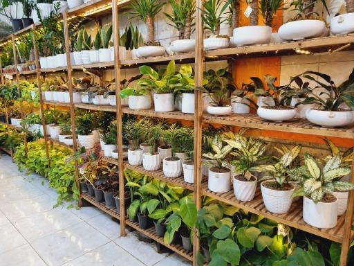 عکس گلکده ریحانی