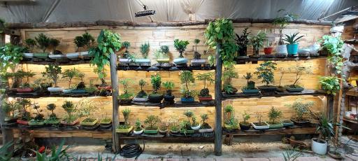 عکس امپراطوری گلها 