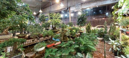 عکس امپراطوری گلها 