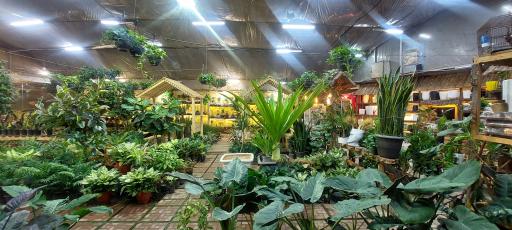 عکس امپراطوری گلها 