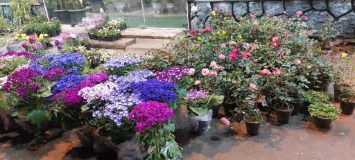 عکس امپراطوری گلها 