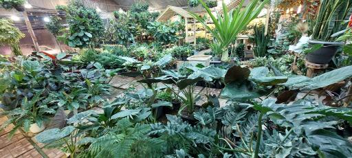 عکس امپراطوری گلها 