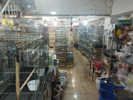 عکس پرنده فروشی کلبه پرندگان زیبا