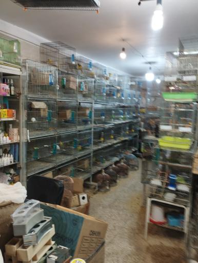 عکس پرنده فروشی کلبه پرندگان زیبا