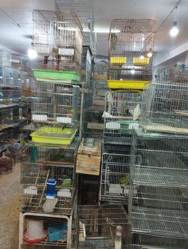 عکس پرنده فروشی کلبه پرندگان زیبا