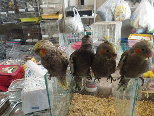 عکس پرنده فروشی کلبه پرندگان زیبا