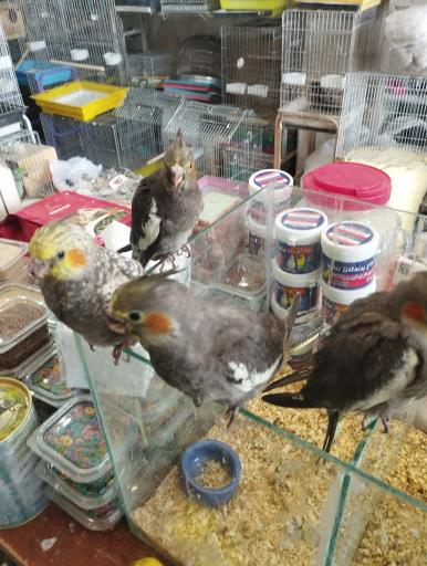 عکس پرنده فروشی کلبه پرندگان زیبا