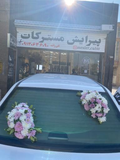 عکس مستر کات 