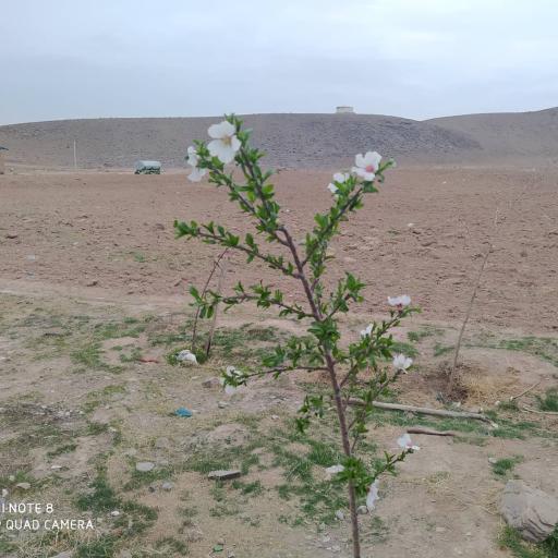 عکس قرقروک سفلی