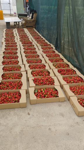 عکس گلخانه مهرسر