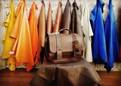 عکس شترمرغ زهیر