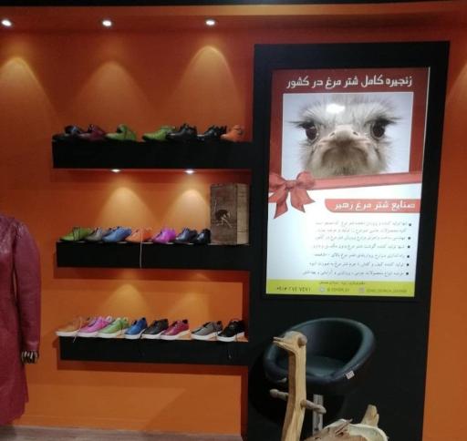 عکس شترمرغ زهیر