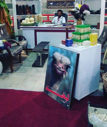 عکس شترمرغ زهیر