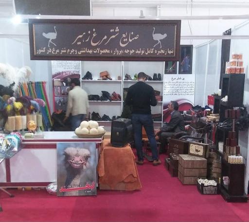 عکس شترمرغ زهیر