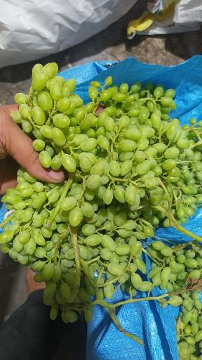 عکس آبلیموی عادل