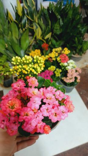 عکس گل و گیاه داوودی