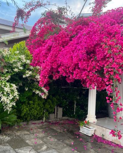 عکس زیباکنار