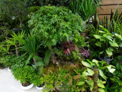 عکس گل دیبا