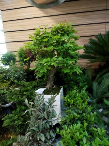 عکس گل دیبا