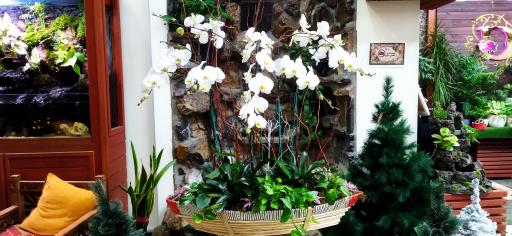 عکس گل دیبا