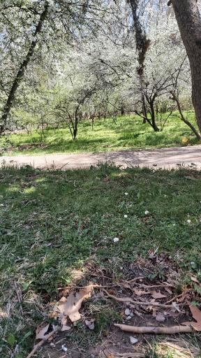 عکس بوستان بندر