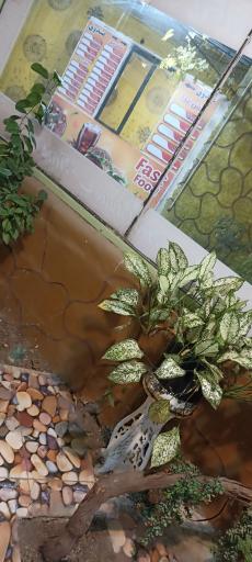 عکس مجموعه فست فود رویای شیرین