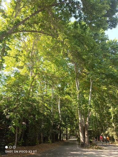 عکس بوستان بندر