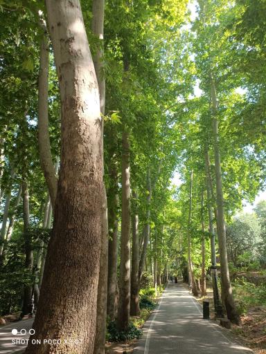 عکس بوستان بندر