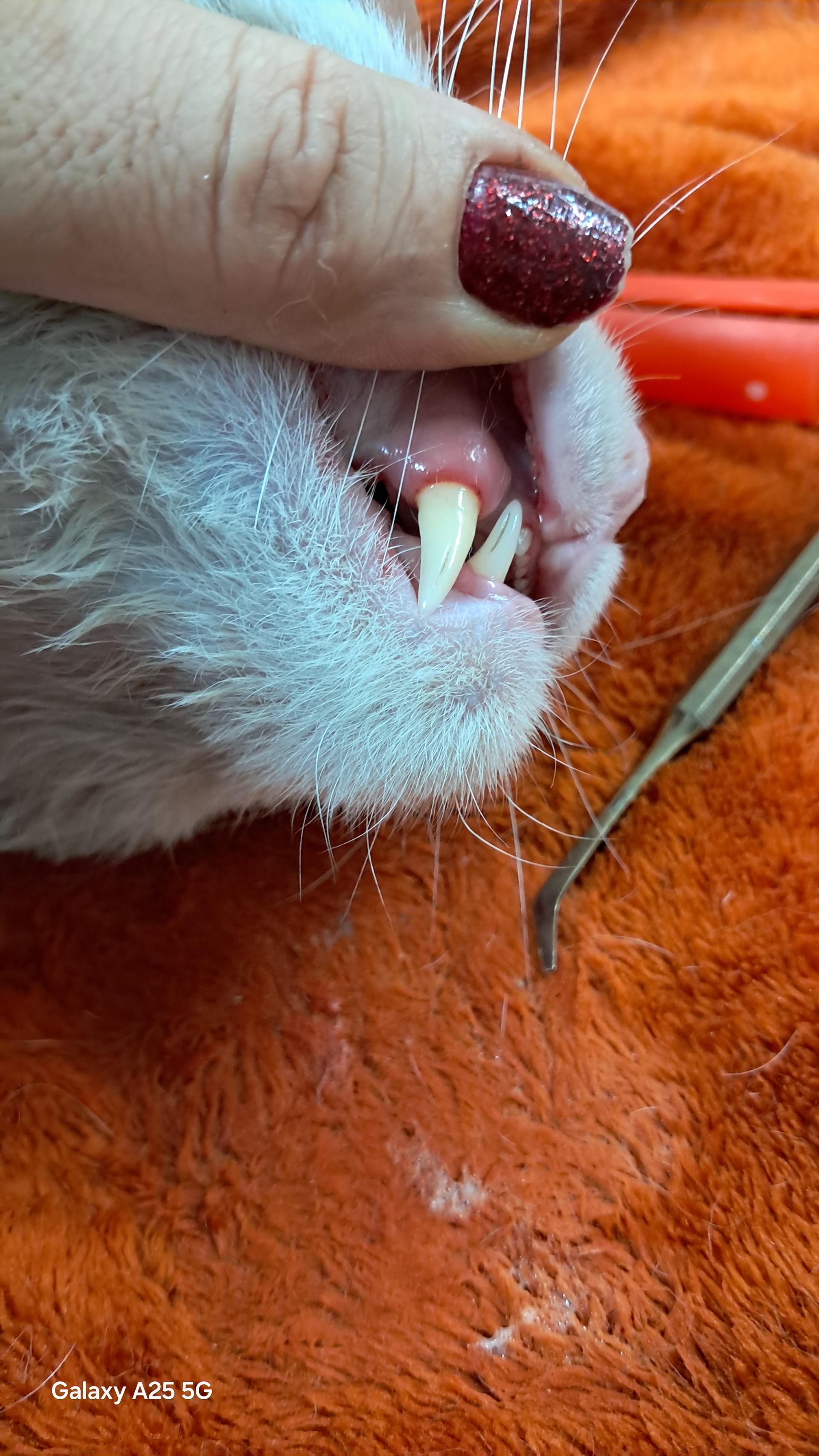 عکس کلینیک دامپزشکی دام کوچک خوب (فرشته مختاری)