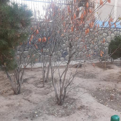 عکس بوستان گیلانه