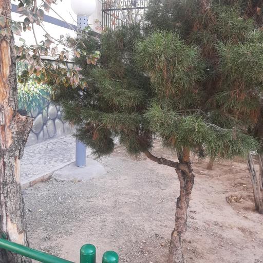 عکس بوستان گیلانه