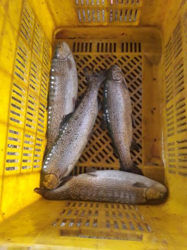 عکس پرورش و فروش ماهی قزل آلای بهارقزل