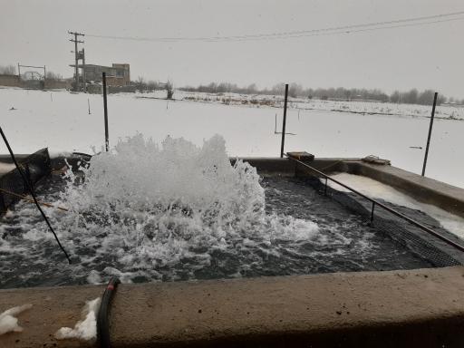 عکس پرورش و فروش ماهی قزل آلای بهارقزل