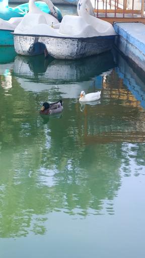 عکس پارک جنگلی دلگشا فردوس 