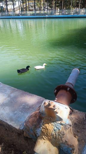 عکس پارک جنگلی دلگشا فردوس 