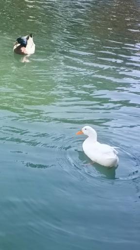 عکس پارک جنگلی دلگشا فردوس 