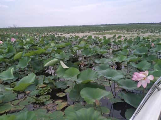 عکس تالاب گل لاله