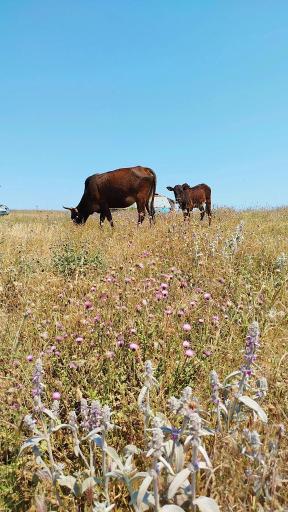 عکس منطقه ییلاقی سلانسر