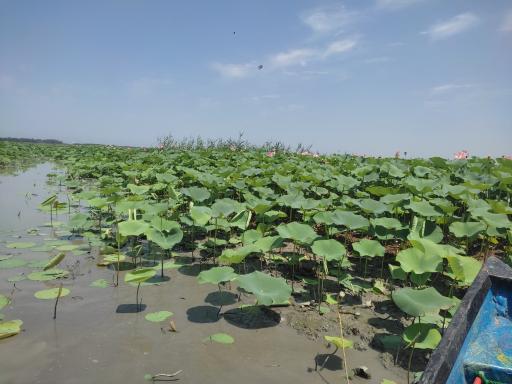 عکس تالاب گل لاله