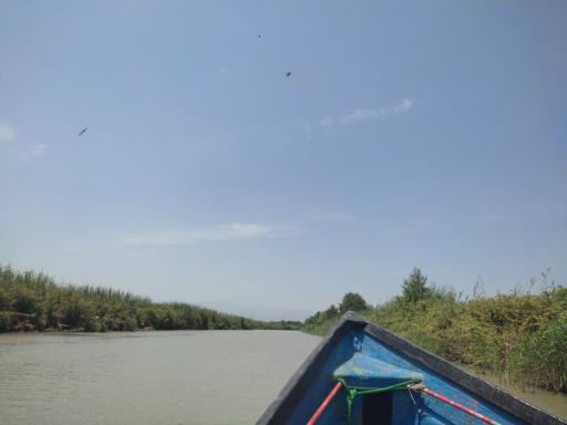 عکس تالاب گل لاله