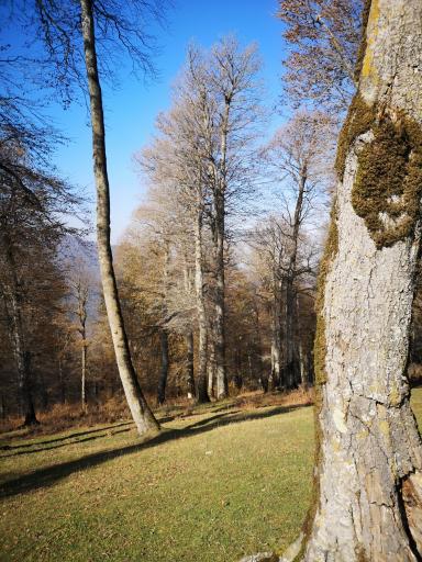 عکس منطقه ییلاقی سلانسر