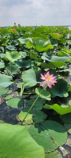 عکس تالاب گل لاله