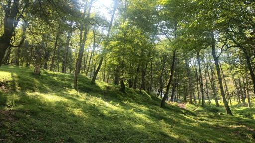 عکس بام رامسر